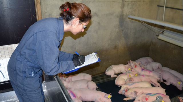 Clear instructions for staff member to follow when viewing piglets